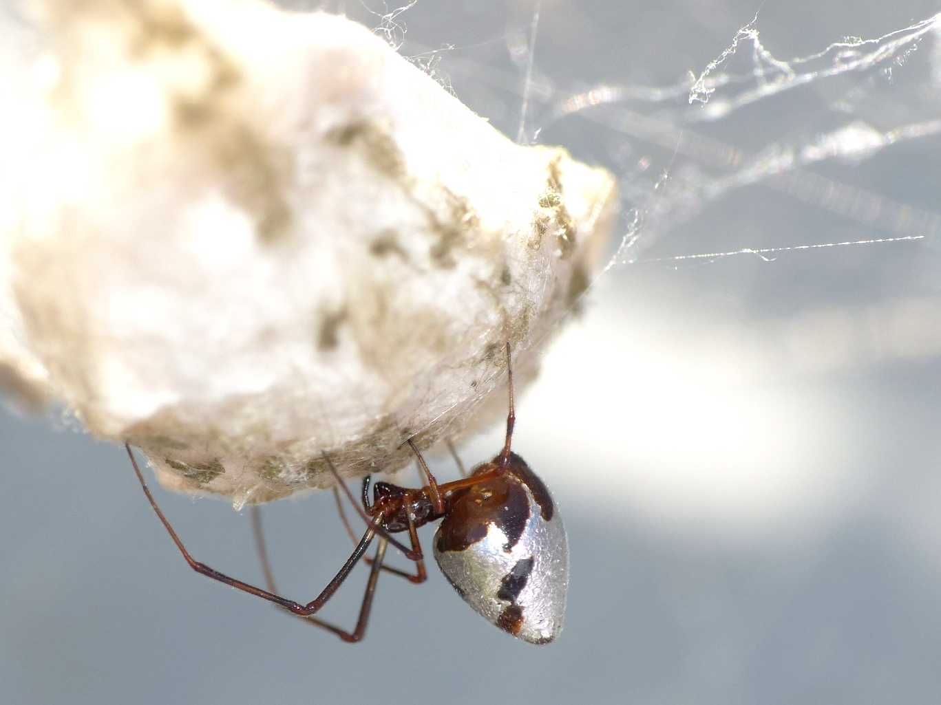 Carrellata di Argyrodes e Cyrtophora  - S. Teresa G. (OT)